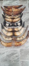 10 PAIRS of Cow Bull Horns