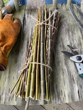 Super Willow - 25 x Salix