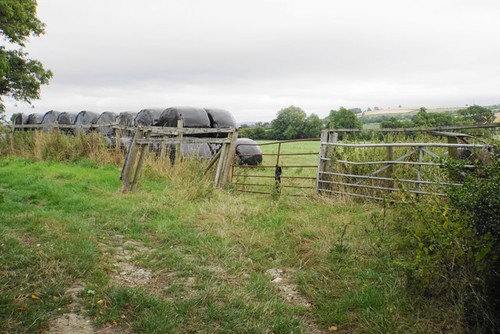 Photo 12x8 silage - bales, near
