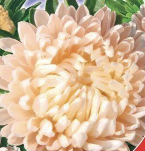 150 early aster peach - 150, large
