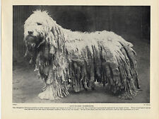 KOMONDOR OLD ORIGINAL DOG PRINT FROM 1934