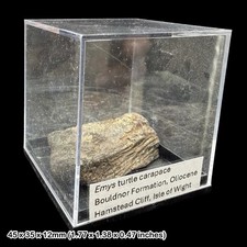Emys Turtle Carapace Fossil