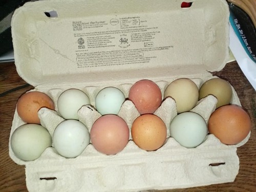 Large poultry eggs organic - eggs,