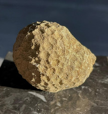 Fossil coral Goniopora elegans