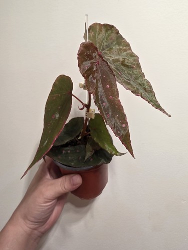Begonia hybrid nothombaramesis - begonia,