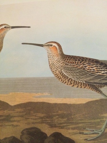Stilt sandpiper long legged - long,