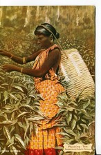 2 Liptons Tea Ceylon Estate, and Plucking Tea at Dambatenne. Posted 1907/8,B1680