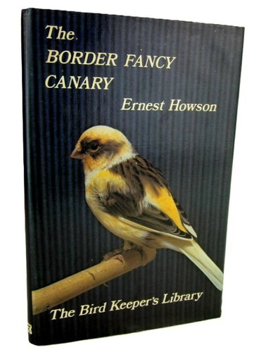 The border fancy canary - border,