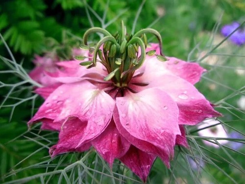 Love mist nigella - love-in-a-mist,