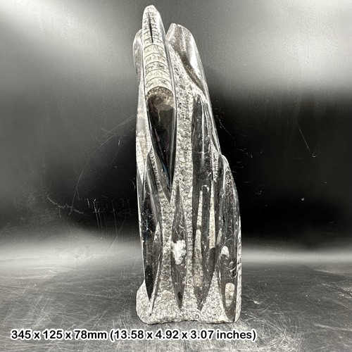 Orthoceras fossil black - orthoceras, in
