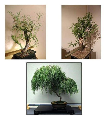 Bonsai willow tree - bundle,
