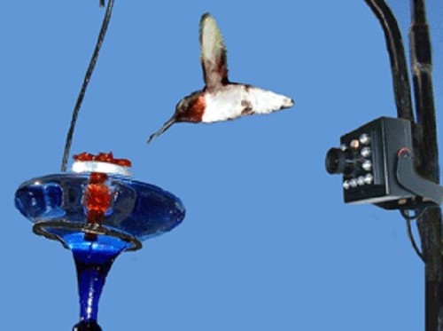 New hawk eye high definition - hawk,