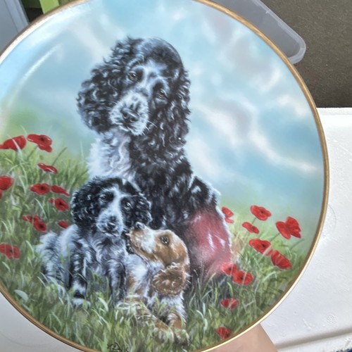 Danbury mint cocker spaniel - cocker,