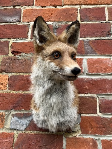 Nice new european fox - new,