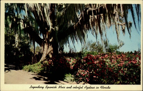 Spanish moss azaleas winter - spanish,