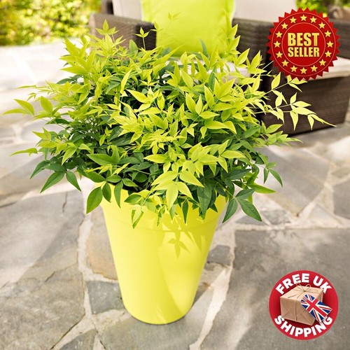Nandina lemon lime heavenly - nandina,
