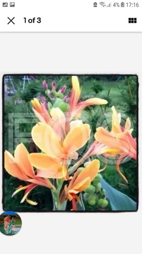 Canna peach yellow plant - 2,