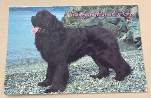 Unused dog postcard - unused,