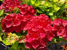 Hydrangea macrophylla red - hydrangea,