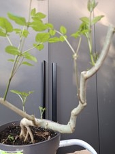 Yamadori fraxinus ornus bonsai - yamadori,