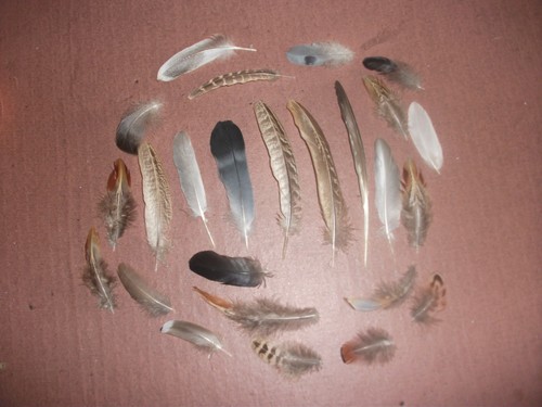 Natural birds feathers - 25,