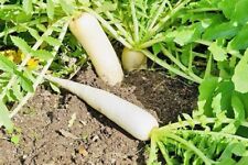 100% Bangladeshi Mula Seeds