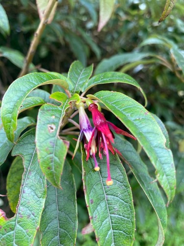 Native tree fuchsia 50 - tree,