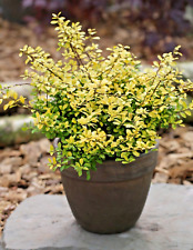 Ilex Crenata Golden Gem - Box Leaf Holly Evergreen Hardy Shrub XL Large 3Lt Pot