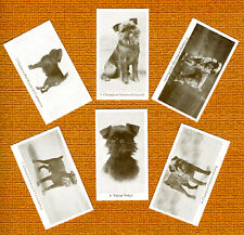 BRUSSELS GRIFFON SET OF SIX