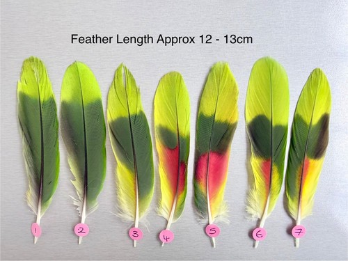 Parrot macaw feather crafts - macaw,