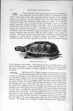 Original Old Antique Print Chaibassa Terrapin Natural History 1896 Turtle 19th