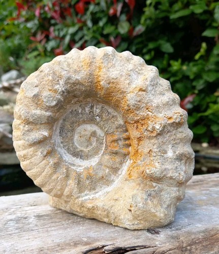 Large fossil ammonite - large,