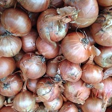 Red Sun Shallot Sets - Spring