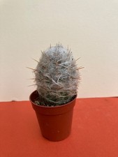 Oreocereus Celsianus Baby