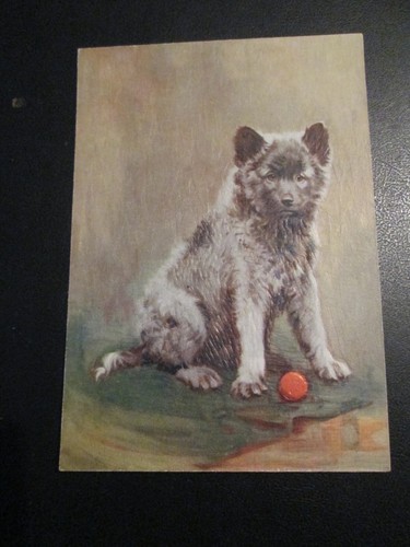Postcard the keeshond de - postcard, of