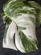 Monstera Albo Variegata Top