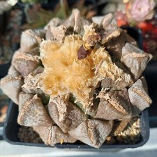Ariocarpus lloy mix - ariocarpus, lloy.