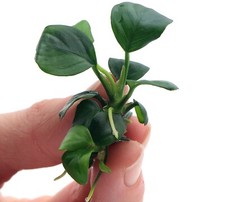 Anubias Barteri var Nana Tall In Vitro Live Aquarium Plants Tropical K2AQUA