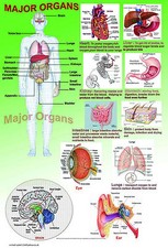 Human anatomy model - human, major