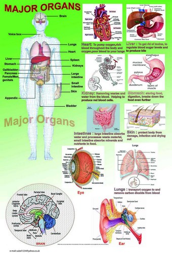 Human anatomy model body - model, major