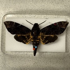 Entomology Deaths Head Hawk