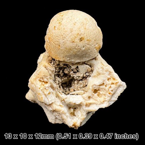 Fossil snake vertebra - fossil,