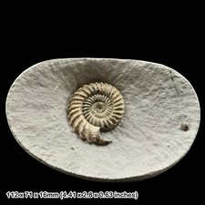 Oistoceras Calcite Ammonite