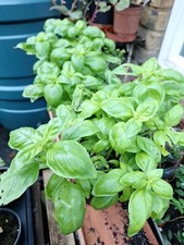 Basil Plug Plants "Grow your