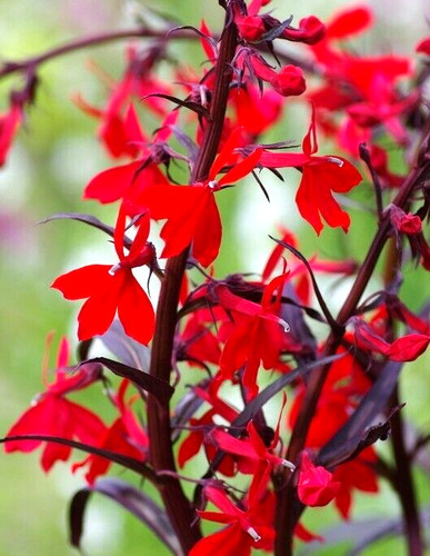 Lobelia cardinalis queen - 3x,