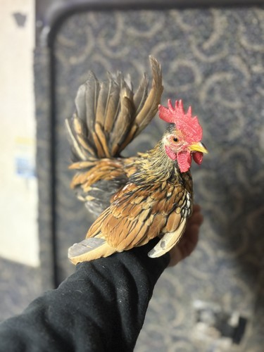 Serama hatching eggs - serama,