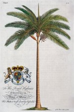 Palm tree print king - tree,