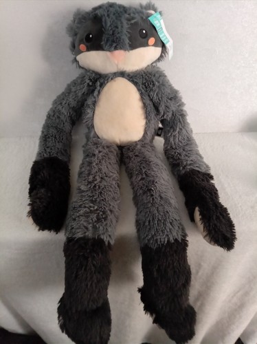 Grey raccoon little - little, town