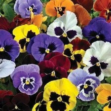 12 x Mixed Pansy Plants -