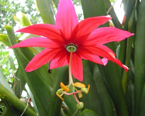 Passiflora antioquiensis red - antioquiensis|,